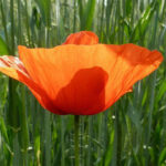 coquelicot-dans-un-champ-de-ble-autour-de-la-dive-bouresse-poitou-charentes